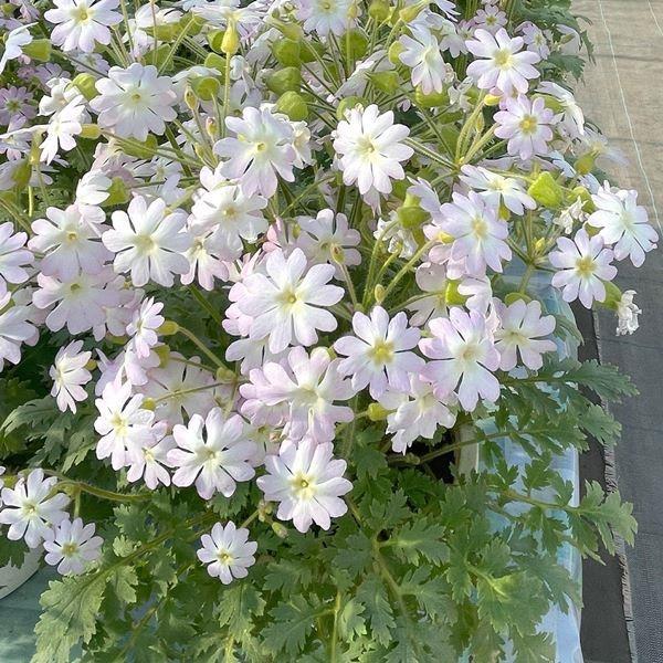 花種 花たね プリムラ 雲南さくら草 チュチュオーロラ  1袋（40粒）