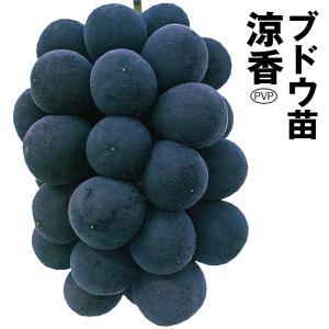 BKシードレスぶどえPVP苗木 Amazon.co.jp: 果樹苗 ブドウ BKシードレスPVP 1株 / 国華園 25