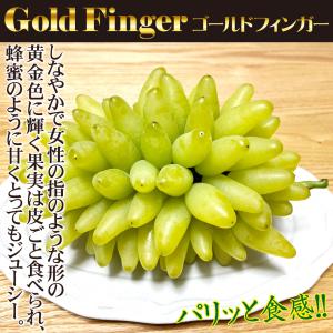 国華園 果樹苗 ブドウ ゴールドフィンガー 1株の詳細画像2