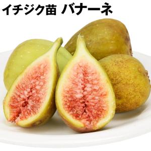 イチジク ゴールドフィグ 1年生12cmポット苗 : 吉瀬園芸 - 通販