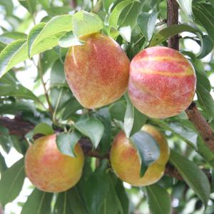 国華園 果樹苗 スモモ 秋姫 1株の詳細画像2
