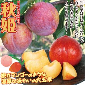 国華園 果樹苗 スモモ 秋姫 1株の詳細画像1
