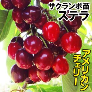 国華園 果樹苗 サクランボ アメリカンチェリー ステラ 1株