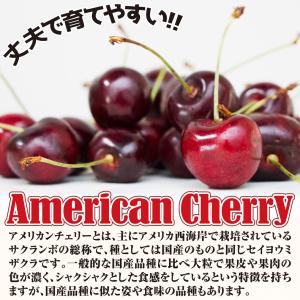 国華園 果樹苗 サクランボ アメリカンチェリー...の詳細画像3
