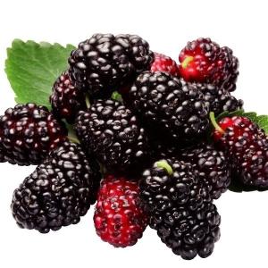 桑 苗木 苗 シャルロットリュス（わい性霧島四季成り