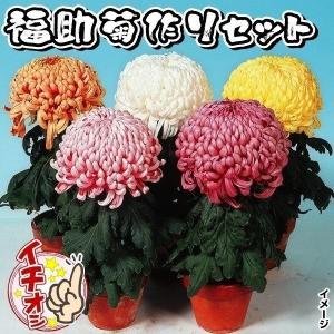 クリスマスローズ　ウィンターシンフォニー　小輪系　スィングシリーズ 花苗 クリスマスローズ ウィンターシンフォニー スィングシリーズ（小