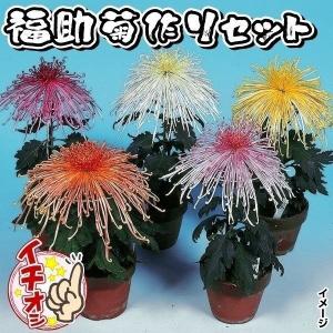 カイト　福助作り苗30本　品種多め　錦色含む 大菊 福助作り（4品種各1本 計4本） : e-MUMshop Yahoo!店 - 通販