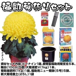 菊苗 8〜12月まで楽しむ中輪菊セット 15種30株(各2株) : 花と緑 国華園