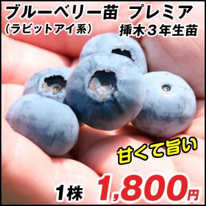 ブルーベリー 苗木 苗 プレミア 挿木3年生苗 1株 ラビットアイ系 / ブルーベリーの木 果樹苗 国華園