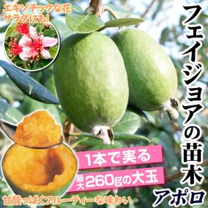 国華園 フェイジョア苗 アポロ 1株 挿木1年...の詳細画像1