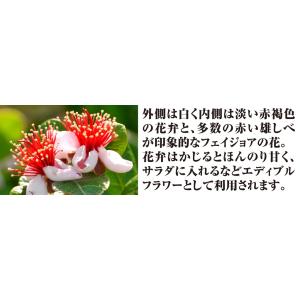 国華園 フェイジョア苗 アポロ 1株 挿木1年...の詳細画像5