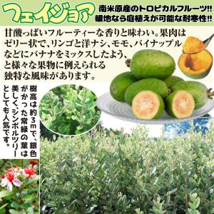 国華園 フェイジョア苗 アポロ 1株 挿木1年...の詳細画像4