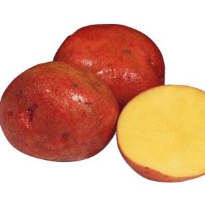 じゃがいも種芋 アンデス赤 3kg /23年春先行販売