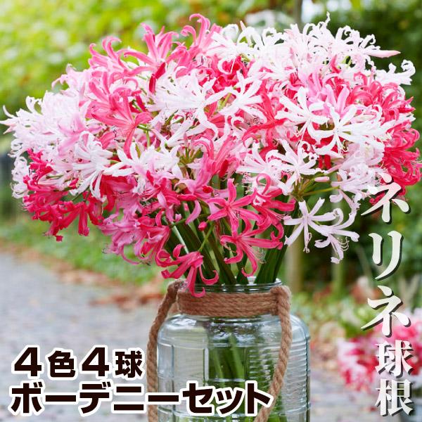 ネリネ 球根 ボーデニーセット 4色4球 (各1球) ネリネの球根 ネリネの花 ダイヤモンドリリー ...