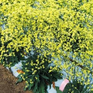 宿根草スターチスの商品一覧 通販 Yahoo ショッピング