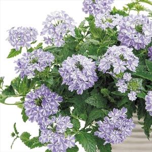 花苗 スーパーランタナ トロピカルサンセットPVP 2株 : 花と緑 国華園