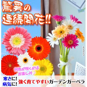 花苗 宿根ガーベラ福袋(品種見計らい・名称付き...の詳細画像1