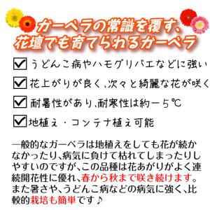 花苗 宿根ガーベラ福袋(品種見計らい・名称付き...の詳細画像2