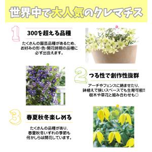 花苗 クレマチス福袋(品種見計らい・名称付き) 4株の詳細画像2