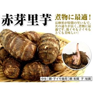 種いも サトイモ種いも 赤芽里芋 1kg / ...の詳細画像1