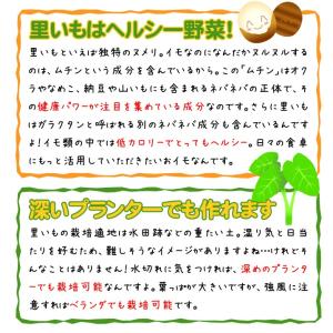 種いも サトイモ種いも 赤芽里芋 1kg / ...の詳細画像2