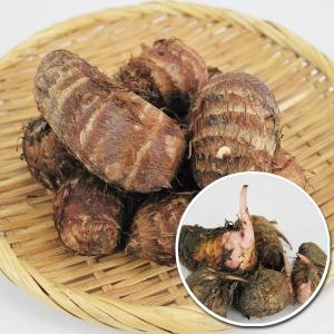 種いも サトイモ種いも 赤芽里芋 10kg / 里芋 里いも 里イモ さといも 種芋 タネイモ 家庭菜園 自家菜園 あかめさといも 赤芽さといも 赤芽里イモ