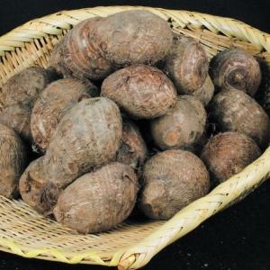 種いも サトイモ種いも ふくまる 1kg / 里芋 里いも 里イモ さといも 種芋 タネイモ 家庭菜園 自家菜園 オススメ 美味しい