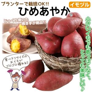 イモヅル 芋づる ひめあやかPVPイモヅル20...の詳細画像1