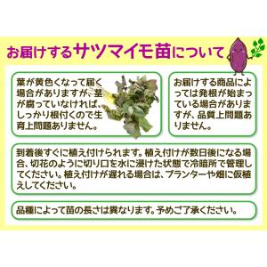 イモヅル 芋づる ほしこがねPVPイモヅル20...の詳細画像1
