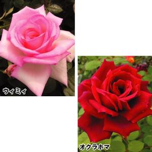 バラ苗 激安四季咲大輪バラAセット 2種2株 / ばら 薔薇 苗 バラの苗 HT ハイブリッド・ティー