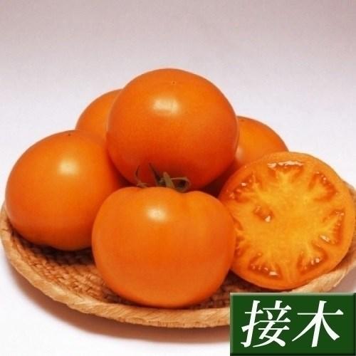 接木野菜苗 大玉トマト 接木F1桃太郎ゴールドR （農林水産省種苗登録品種 登録名：YE004）PV...