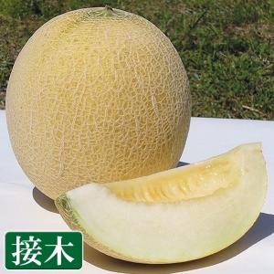 接木野菜苗 メロン 接木F1ムーンライト 2株 やさいなえ なえ 国華園