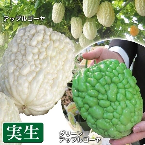 実生野菜苗 ゴーヤ 実生アップルゴーヤセット 2種2株 実生苗 9cmポット やさいなえ 国華園 こ...