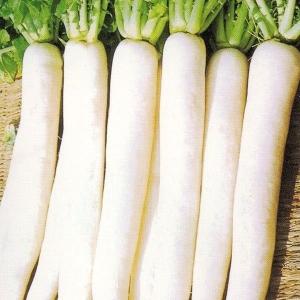 種 野菜たね ダイコン 豊産時なし大根 1袋（5ml） 大根 やさいの種 国華園