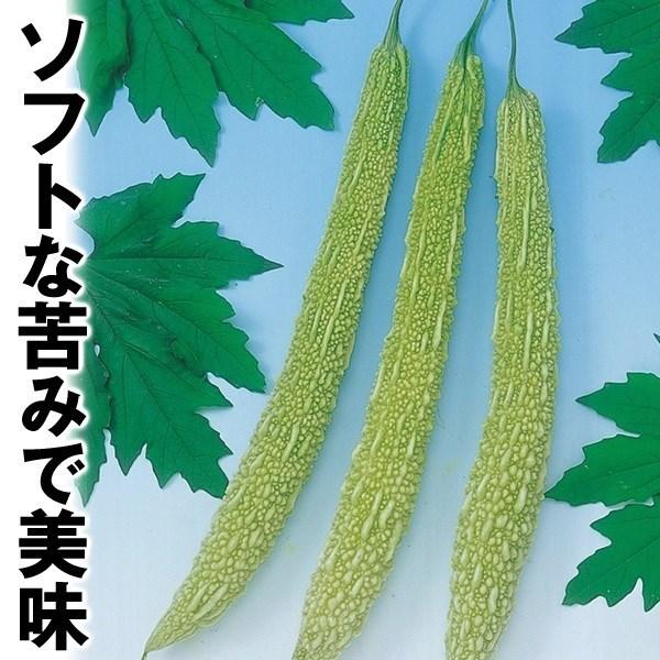 ゴーヤ 種 野菜たね 白大長れいし 1袋（8ml） 苦瓜 ウリ やさいたね 国華園 こっかえん