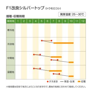 種 野菜たね トウモロコシ F1改良シルバート...の詳細画像1