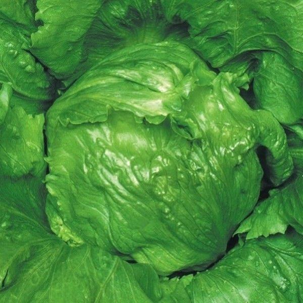 種 野菜たね レタス フレッシュポート 1袋（2ml） やさいの種 国華園