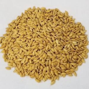 種 野菜たね 陸稲種子 陸稲農林24号（うるち） 1袋（0.1kg） 野菜種 国華園