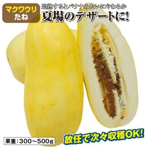 種 野菜たね マクワウリ バナナまくわ瓜 1袋...の詳細画像1