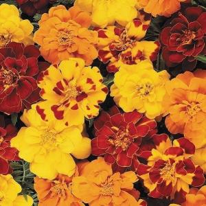 種 花たね フレンチマリーゴールド デュランゴ混合 1袋(20粒)