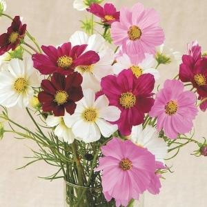 種 花たね コスモス ベルサイユミックス 1袋(400mg)