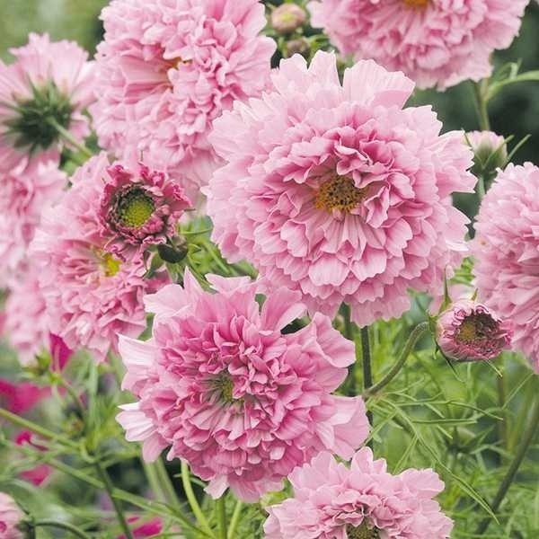 種 花たね コスモス ダブルクリック ローズボンボン 1袋(100mg)