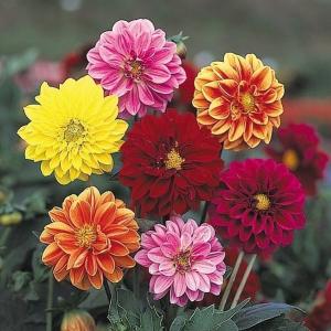 ダリア 種の商品一覧 通販 Yahoo ショッピング