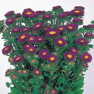 花と緑 国華園 アスター 花たね Yahoo ショッピング