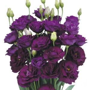 花と緑 国華園 トルコキキョウ 花たね Yahoo ショッピング