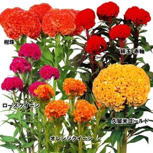 久留米けいとうの商品一覧 通販 Yahoo ショッピング