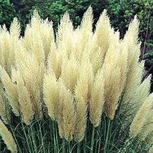 種 花たね パンパスグラス ホワイトフェザー 1袋(80粒)