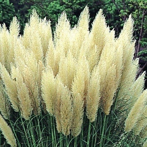 種 花たね パンパスグラス ホワイトフェザー 1袋(80粒)