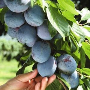 果樹苗 フェイジョア パイナップルジェム 1株 爆買 : 花と緑 国華園