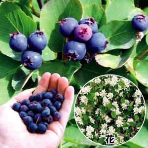 果樹苗 フェイジョア パイナップルジェム 1株 爆買 : 花と緑 国華園